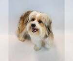 Small #4 Shih Tzu Mix