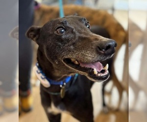 Greyhound Dogs for adoption in Cherry Hill, NJ, USA