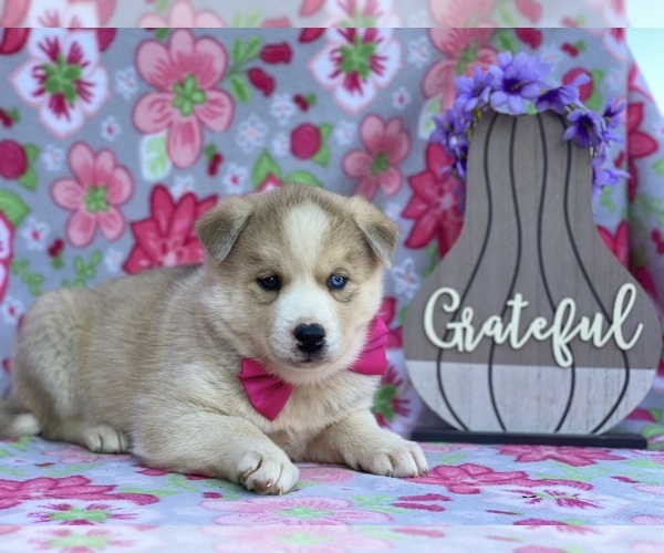 Medium Photo #4 Labrador Retriever-Siberian Husky Mix Puppy For Sale in LANCASTER, PA, USA