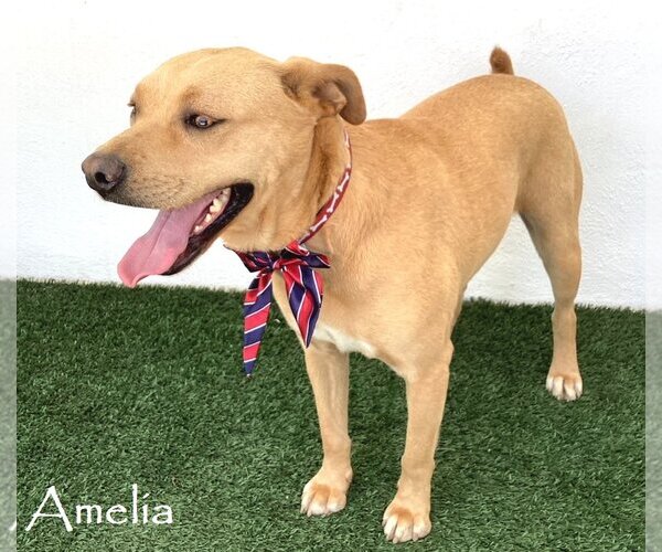 Medium Photo #1 Labrador Retriever-Redbone Coonhound Mix Puppy For Sale in San Diego, CA, USA