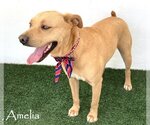 Small Labrador Retriever-Redbone Coonhound Mix