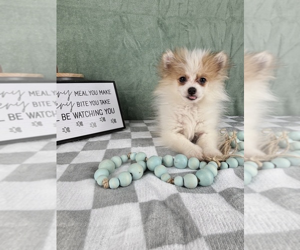 Medium Photo #2 Pomeranian Puppy For Sale in INDIANAPOLIS, IN, USA
