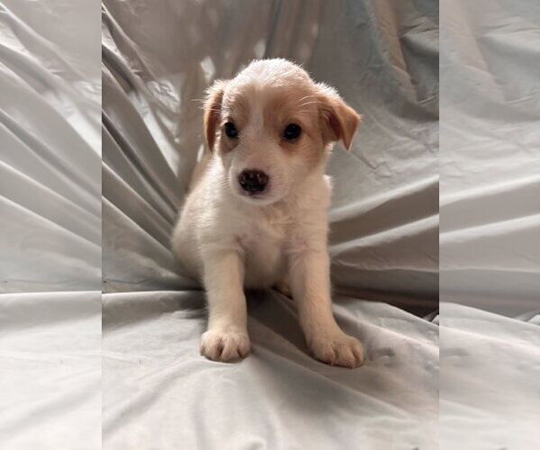 Medium Photo #1 Mutt Puppy For Sale in Pacolet, SC, USA