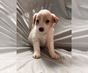 Mutt Dogs for adoption in Pacolet, SC, USA