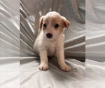Small Mutt