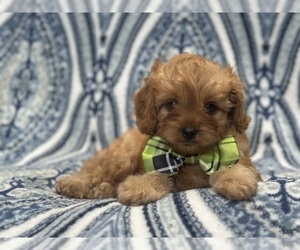 Cavapoo Puppy for sale in LAKELAND, FL, USA