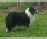 Small Photo #1 Shetland Sheepdog Puppy For Sale in WAYNESVILLE, GA, USA