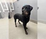 Small Rottweiler Mix