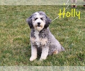 Mother of the Bernedoodle (Miniature) puppies born on 12/25/2025