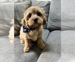 Small #2 Cavapoo