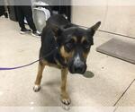 Small German Shepherd Dog