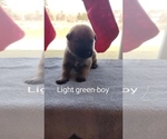 Puppy Light Green Malinois