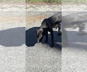 Labrador Retriever-Unknown Mix Dogs for adoption in Ocala, FL, USA