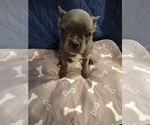 Puppy Pearl Faux Frenchbo Bulldog