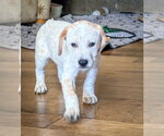Small Mutt