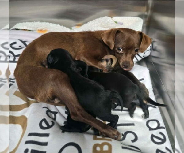 Medium Photo #3 Chihuahua-Unknown Mix Puppy For Sale in Lakewood, CO, USA