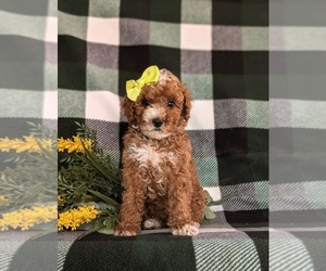 Poodle (Miniature) Puppy for sale in QUARRYVILLE, PA, USA