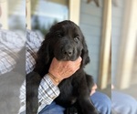 Small #1 Newfoundland