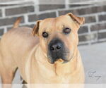 Small #8 American Pit Bull Terrier-Chinese Shar-Pei Mix