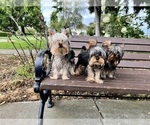 Small Photo #11 Yorkshire Terrier Puppy For Sale in HAYWARD, CA, USA