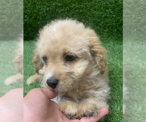 Maltese-Poodle (Toy) Mix Puppy for sale in PORTLAND, OR, USA