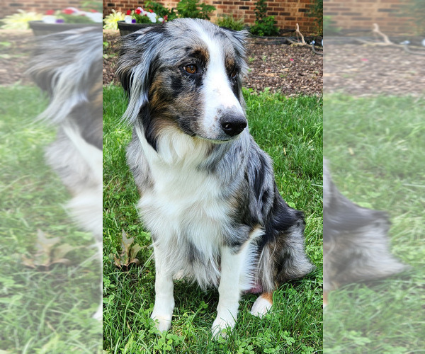 Medium Photo #1 Aussiedoodle Puppy For Sale in COLUMBIA, TN, USA