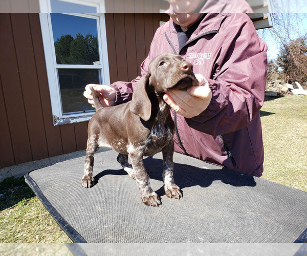 Medium Photo #4 German Shorthaired Pointer Puppy For Sale in NORTH JUDSON, IN, USA