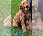 Small Photo #1 Goldendoodle Puppy For Sale in WOOSTER, OH, USA