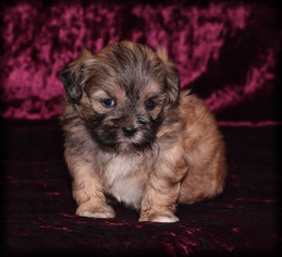 ShihPoo Puppy for sale in WAYLAND, IA, USA