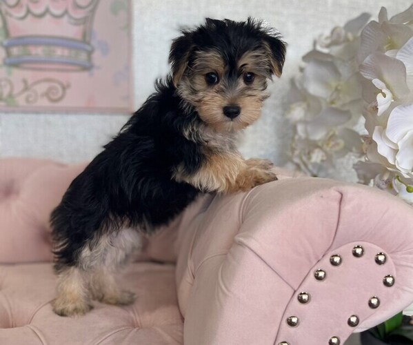Medium Photo #7 Morkie Puppy For Sale in STUART, FL, USA