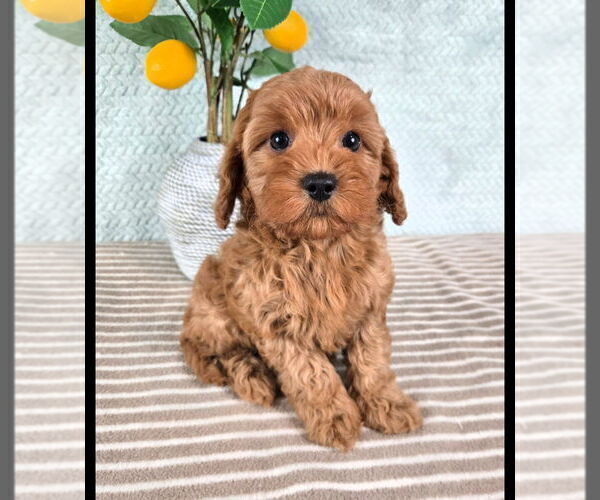 Medium Photo #5 Cavapoo (Standard) Puppy For Sale in GREENFIELD, IN, USA