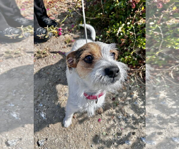 Medium Photo #2 Jack Russell Terrier Puppy For Sale in Salinas, CA, USA