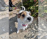Small #1 Jack Russell Terrier