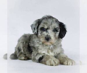 Poodle (Miniature)-Sheepadoodle Mix Puppy for sale in HOLMESVILLE, OH, USA