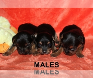 Chorkie Puppy for sale in BASTROP, LA, USA