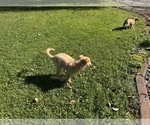 Small #10 Goldendoodle-Poodle (Miniature) Mix