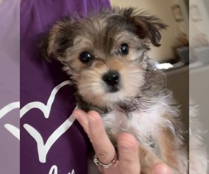 Morkie Puppy for sale in VIRGINIA BEACH, VA, USA