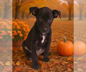 Henley 26/795 - Male American Pit Bull Terrier-Unknown Mix Dog for Adoption - Photo #4