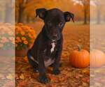 Small Photo #4 American Pit Bull Terrier-Unknown Mix Puppy For Sale in Talladega, AL, USA