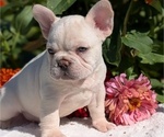 Small #14 French Bulldog