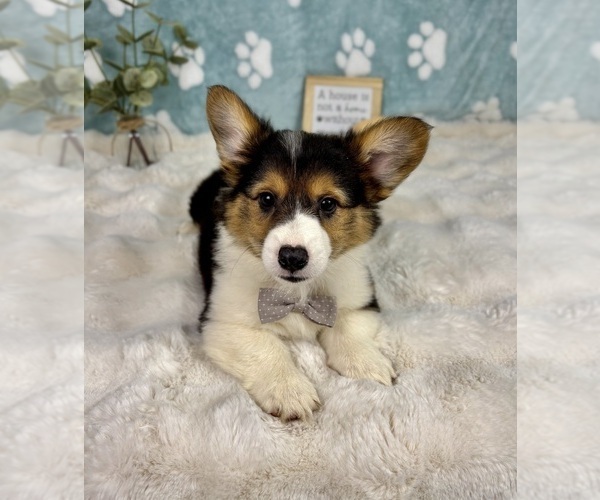 Medium Photo #3 Pembroke Welsh Corgi Puppy For Sale in NOBLESVILLE, IN, USA