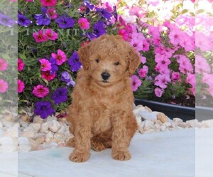 Goldendoodle (Miniature) Puppy for sale in OXFORD, PA, USA
