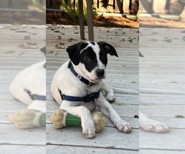 Medium Photo #1 Mutt Puppy For Sale in Berkeley, CA, USA