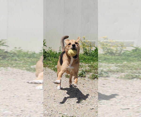 Medium Photo #4 Mutt Puppy For Sale in Evansville, IN, USA