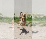 Small #3 Mutt