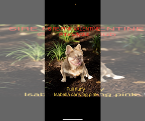 Father of the French Bulldog puppies born on 09/12/2025