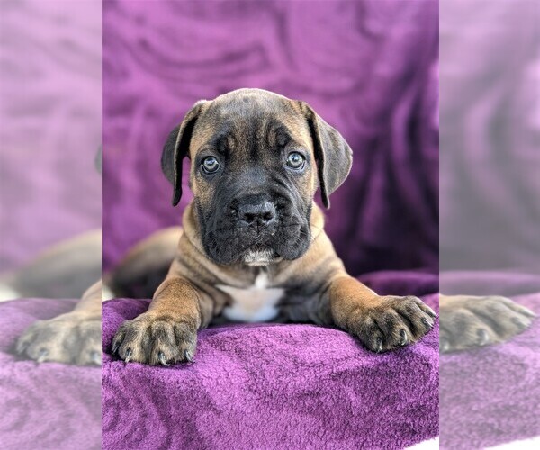 Medium Photo #6 Cane Corso Puppy For Sale in KIRKWOOD, PA, USA