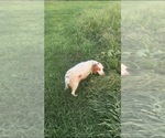 Small Photo #1 Brittany Puppy For Sale in CROSSVILLE, AL, USA