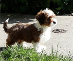 Small Photo #1 Mal-Shi-YorkiePoo Mix Puppy For Sale in ROCKVILLE, MD, USA