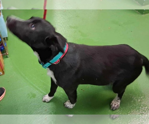 Medium Photo #7 Beagle-Unknown Mix Puppy For Sale in Rustburg, VA, USA